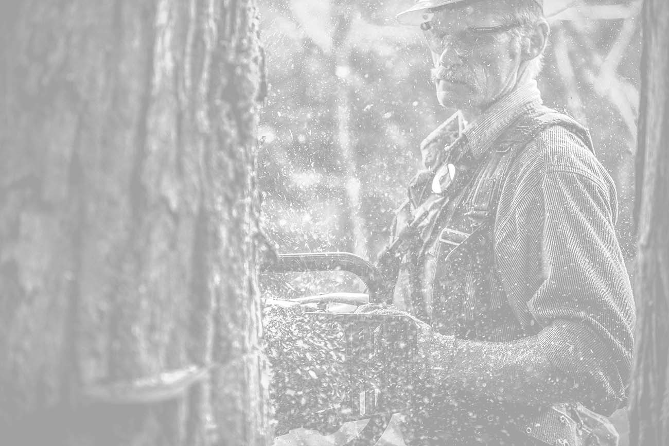  Jack Stuart's dangerous job involves cutting down a tree with a chainsaw